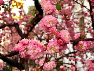 Spring pink sakura. Sakura flower.