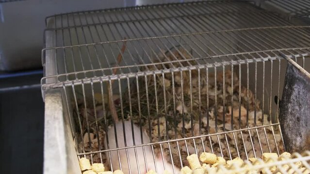 Laboratory Rats in the Plastic Cage