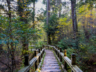 wooden bridge in autumn forest
