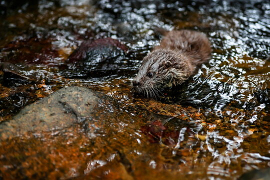 Close-up portrait of a river otter in its natural environment.
It is also known as the European otter, Eurasian river otter, common otter, and Old World otter. Native to Eurasia. Lutra lutra.
