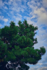Obraz premium Coniferous tree against the cloudy sky
