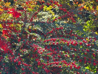 Autumn Cotoneaster shrub with bright red berries.