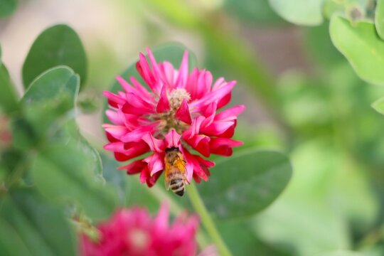 Bee at Hedysarum coronarium in spring, Italy