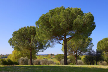 Amazing landscape of the Tuscan countryside with the typical rolling hills and cypresses to mark the boundaries