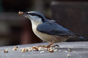The eurasian nuthatch. Lunch in winter for a bird.