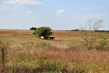 Fototapeta na wymiar Horses in a Farm Field