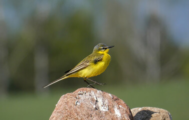Western yellow wagtail, her spinning dance on the stone.
