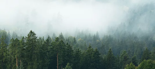 Poster Verbazingwekkende mystieke stijgende mist bos bomen landschap in het Zwarte Woud (Schwarzwald) Duitsland panorama banner - Donkere stemming.... © Corri Seizinger