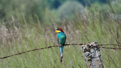 Decoration of fields and meadows and river cliffs, beautiful-colorful, European bee-eater