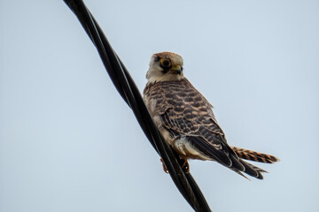 Red-footed falcon, migration to warm countries, autumn, Lithuania
