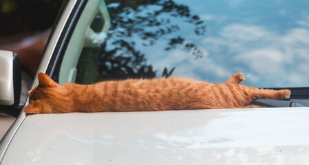 A red, spotted cat sleeps on the hood of a car, stretched out to its full height. The street cat...