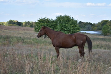 Fototapeta premium Brown Horse in a Field