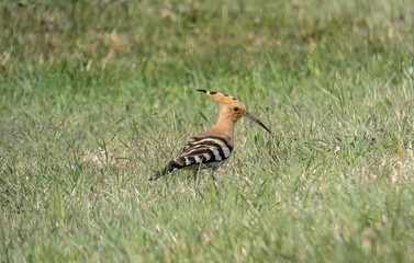 The Eurasian hoopoe, summer bird, looking for food in the grass