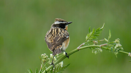 A small bird. The whinchat, on a plant, on a green background.