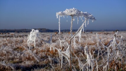 The first autumn frost, frost adorned the ground.