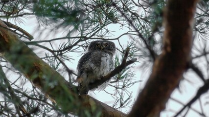 Eurasian pygmy owl at your home