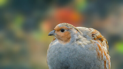 Grey partridge  in the autumn background