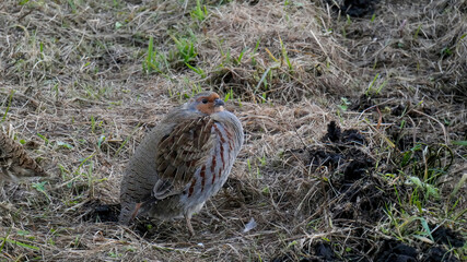 The grey partridge In the autumn bed