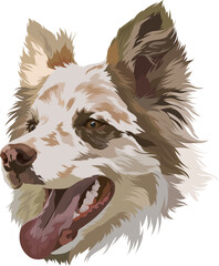 Border Collie. Marble color. Vector illustration. Portrait of a dog with his tongue hanging out.