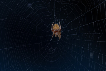 Spider in a Wet Web
