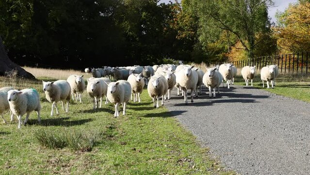 Large flock of sheep running down the road