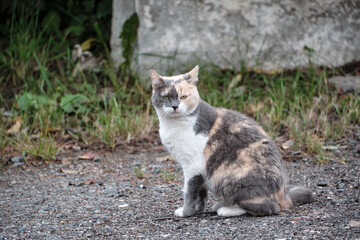 Naklejka na ściany i meble Colorful cat sitting on country road. Cat with unusual color. Close-up. Selective focus