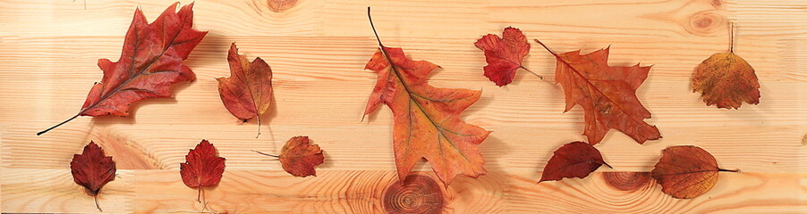 Naklejka na ściany i meble Creative autumn composition lay on wooden background with maple leaves, minimal autumn concept, screen banner. Happy Thanksgiving and greeting card, selective focus