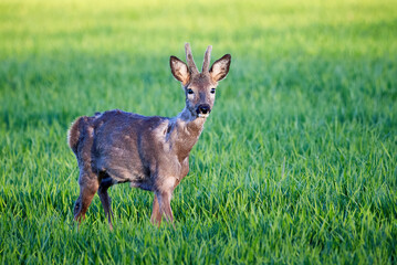 Roe deer male running on field ( Capreolus capreolus ). European roe