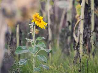 Sonnenblume.