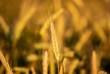 golden wheat field