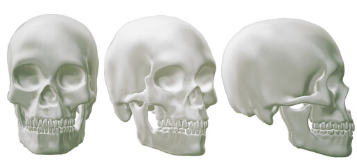  human skull, skeleton, head,  halloween