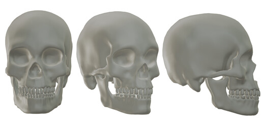  human skull, skeleton, head,  halloween