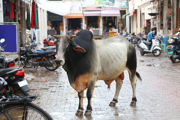 Huge bull on the street of a small town in India. Blurred background.