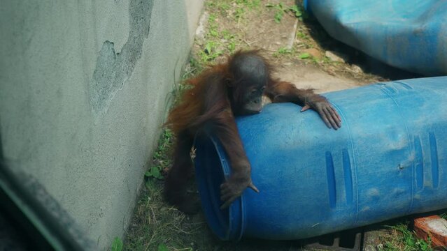 A young funny baby orangutan plays with a plastic barrel in the zoo enclosure