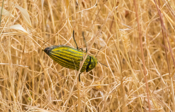 Julodis is a genus of insects in the Buprestidae family. Buprestidae is a family of insects known as gem beetles or metallic wood piercing insects due to their bright iridescent colors.