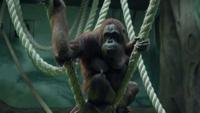 Orangutan climbs ropes in the zoo enclosure