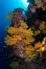 Naklejka na ściany i meble Coral reefs of the Fiji Islands