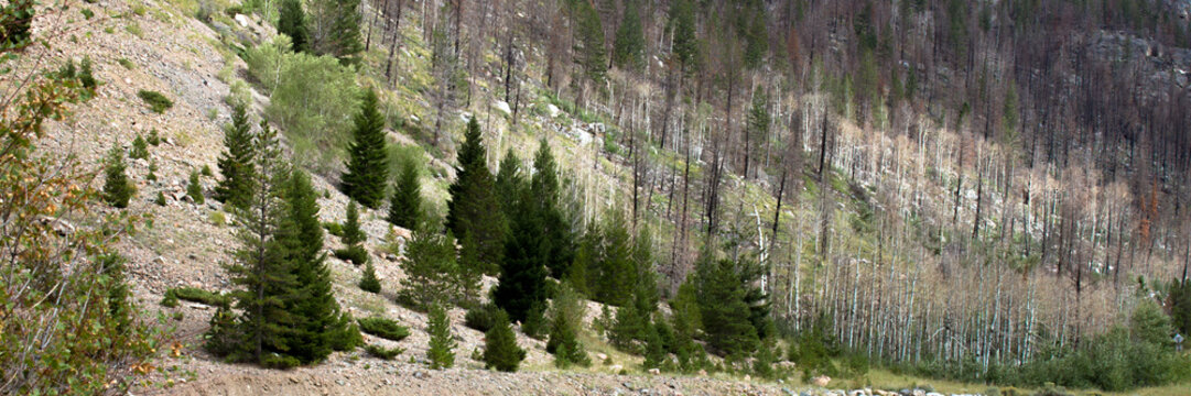 Panorama of a burned mountainside and living trees at Cache La Poudre Wild and Scenic River