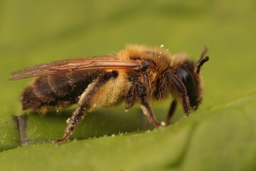 Closeup on a furry brown female chocolate mining bee, Andrena scotica