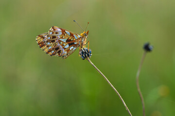 Boloria Day. Small butterfly of the Nymphalidae family