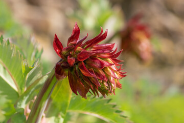 Close up of a giant honey flower (melianthus major) in bloom