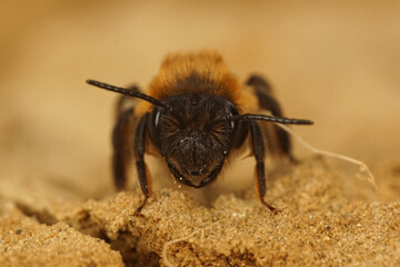 Frontal closeup on a furry brown female chocolate mining bee, Andrena scotica
