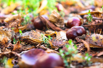 Chestnut forest. Hedgehogs and chestnuts fall to the ground. Chestnut picking time view from below.