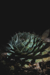 Succulent on a wet night.