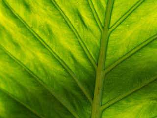 Elephant leaf