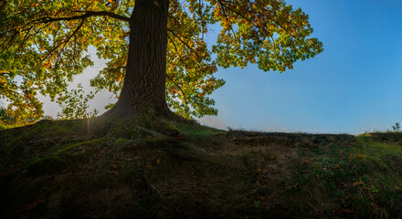 Fototapeta premium big old oak on the shore of the pond