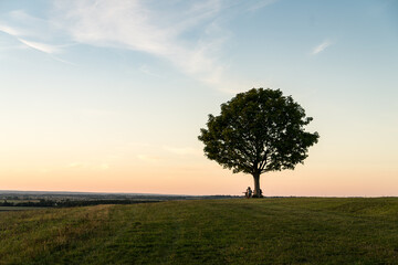 A lone tree in sunset