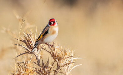 European Goldfinch (Carduelis carduelis) feeds mainly on thistle seeds in winter. They are...