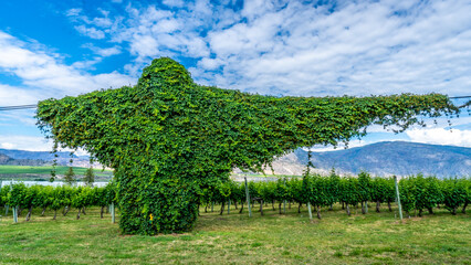 Ghost shaped vine growing on the power lines and power pole by a vineyard at Osoyoos lake in the...
