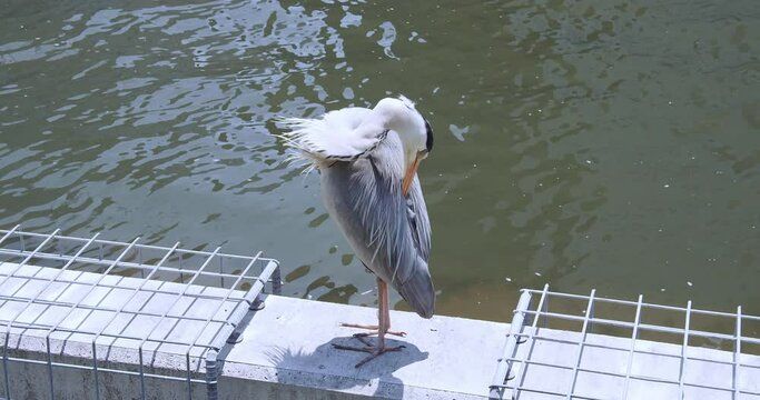 The closeup Ardeidae in Tosaborigawa River in the city of Osaka. The bird in footage is preening itself